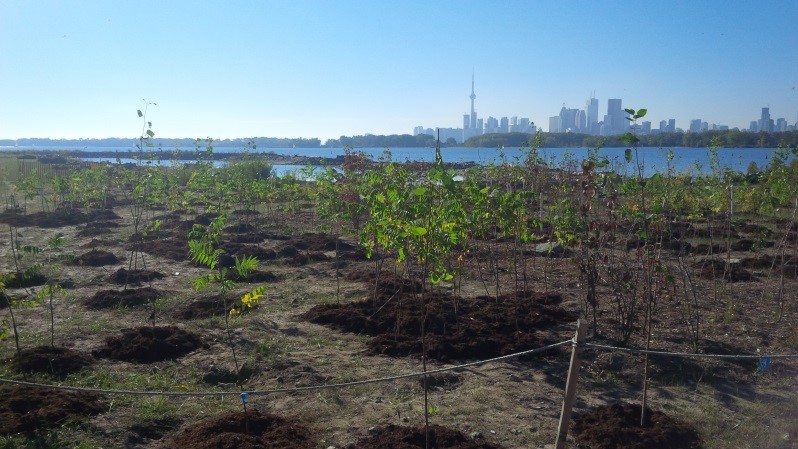 De jeunes arbres plantés sur la flèche de sable de la rue Leslie.
